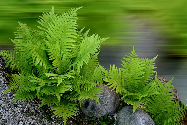 シダ系観葉植物おすすめ20選!人気品種や育て方のコツを紹介!