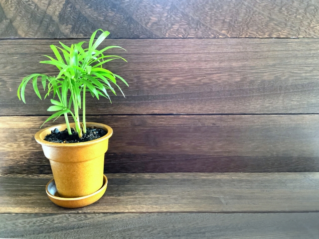 ヤシの木とは?観葉植物としての種類・育て方を解説!枯らさない秘訣は?