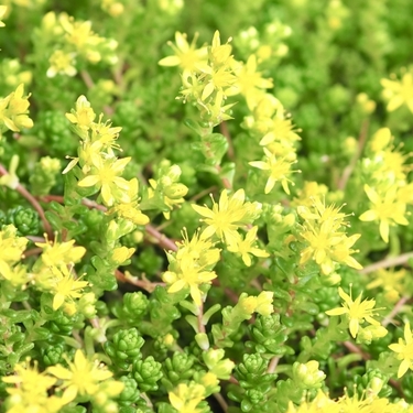 日陰にオススメのグランドカバー21選！湿気や踏みつけに強い植物は？