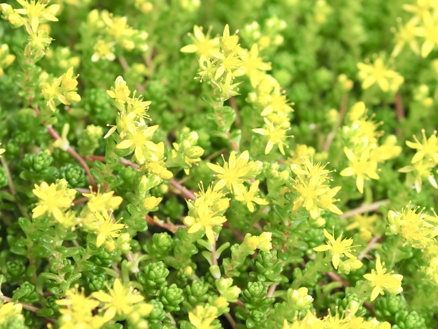 日陰にオススメのグランドカバー21選!湿気や踏みつけに強い植物は?