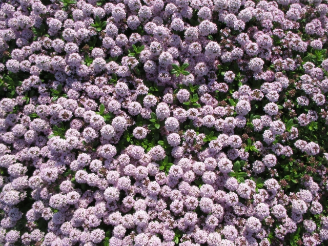 グランドカバーに合うタイム品種18選!クリーピングタイム以外のおすすめは?