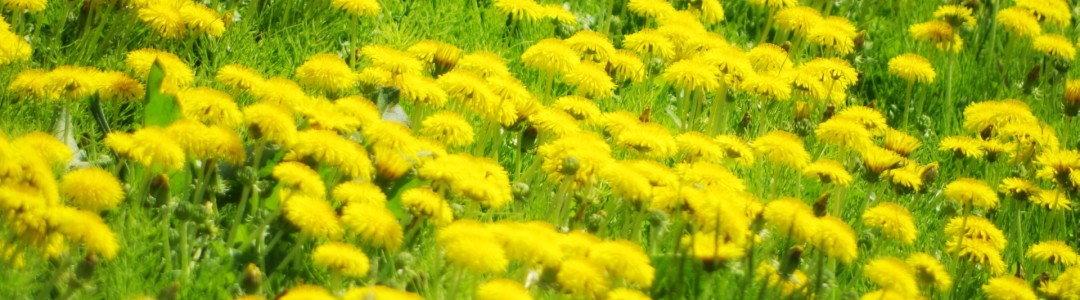 野花のイメージ