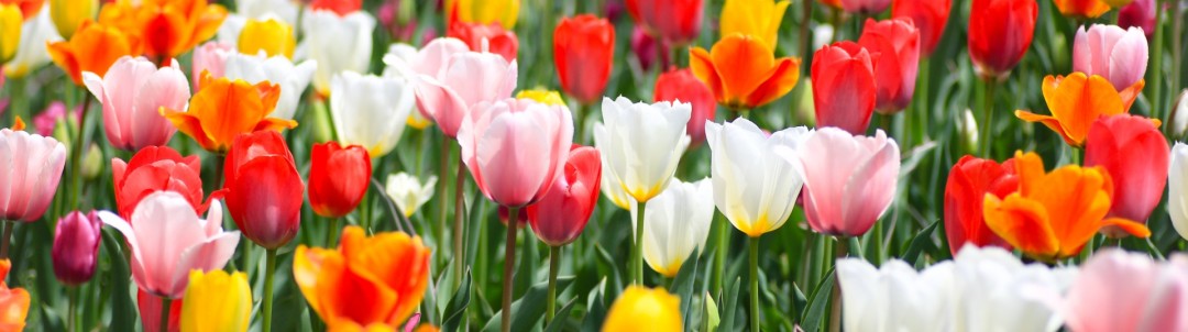 花（園芸）のイメージ