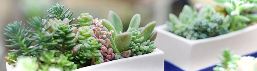 多肉植物のイメージ