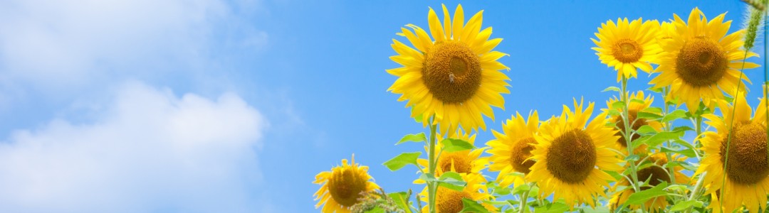 夏咲きのイメージ