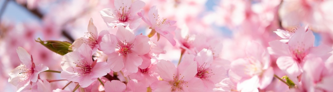 桜のイメージ
