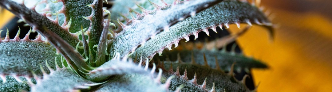 塊根植物のイメージ