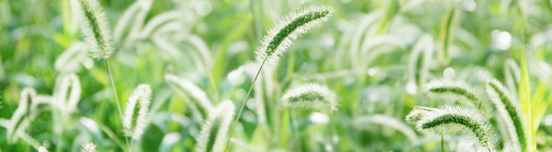 病害虫・雑草のイメージ