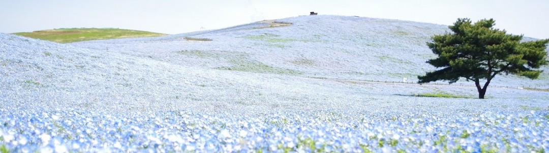 観光・名所のイメージ