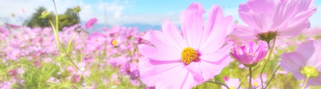 花言葉のイメージ