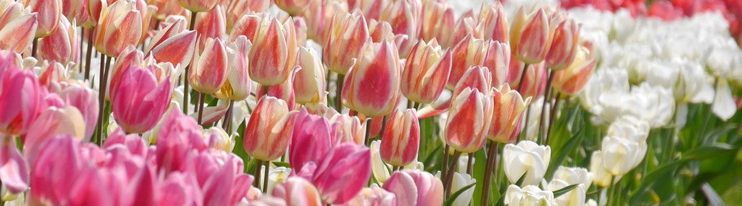 誕生花のイメージ