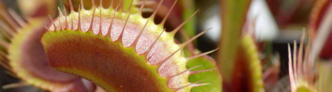 食虫植物のイメージ