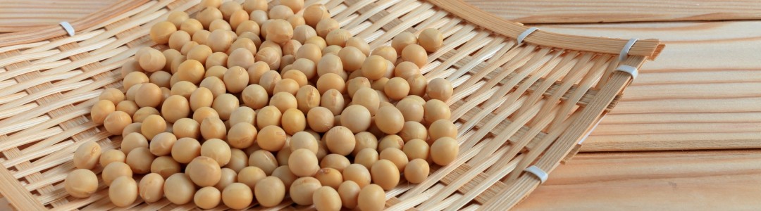 大豆のイメージ