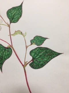 藤茶話