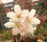 大島さくら