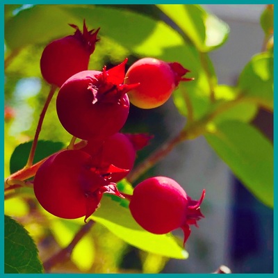 ＊berry＊