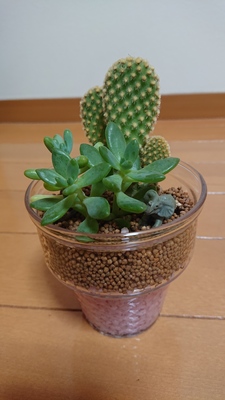 佐智子