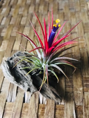 kogake