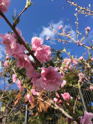 加賀美友里