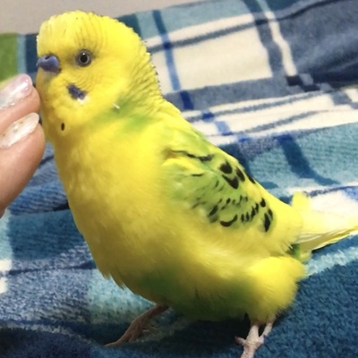 ずみん