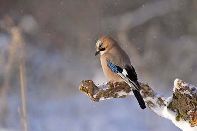 今野なばな