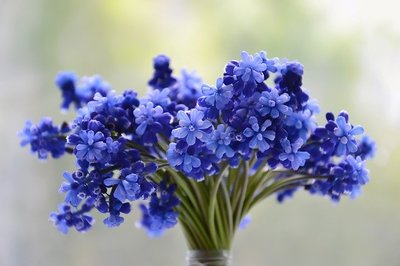 skyflowerplants
