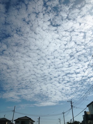 りっぴー