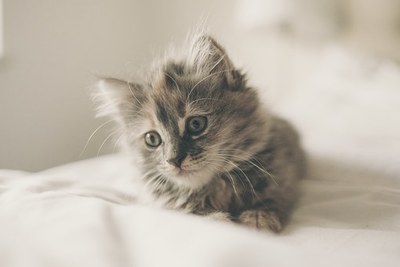 aoineko