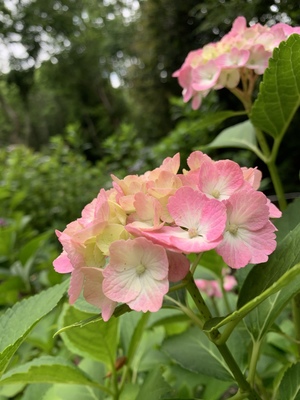 山田 葵
